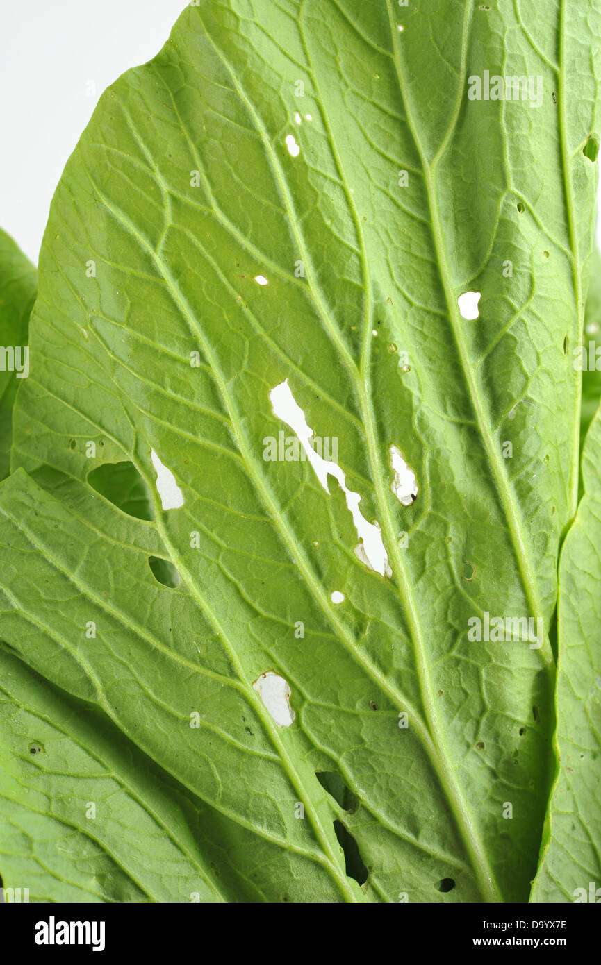 Bok choy isolated on white Stock Photo