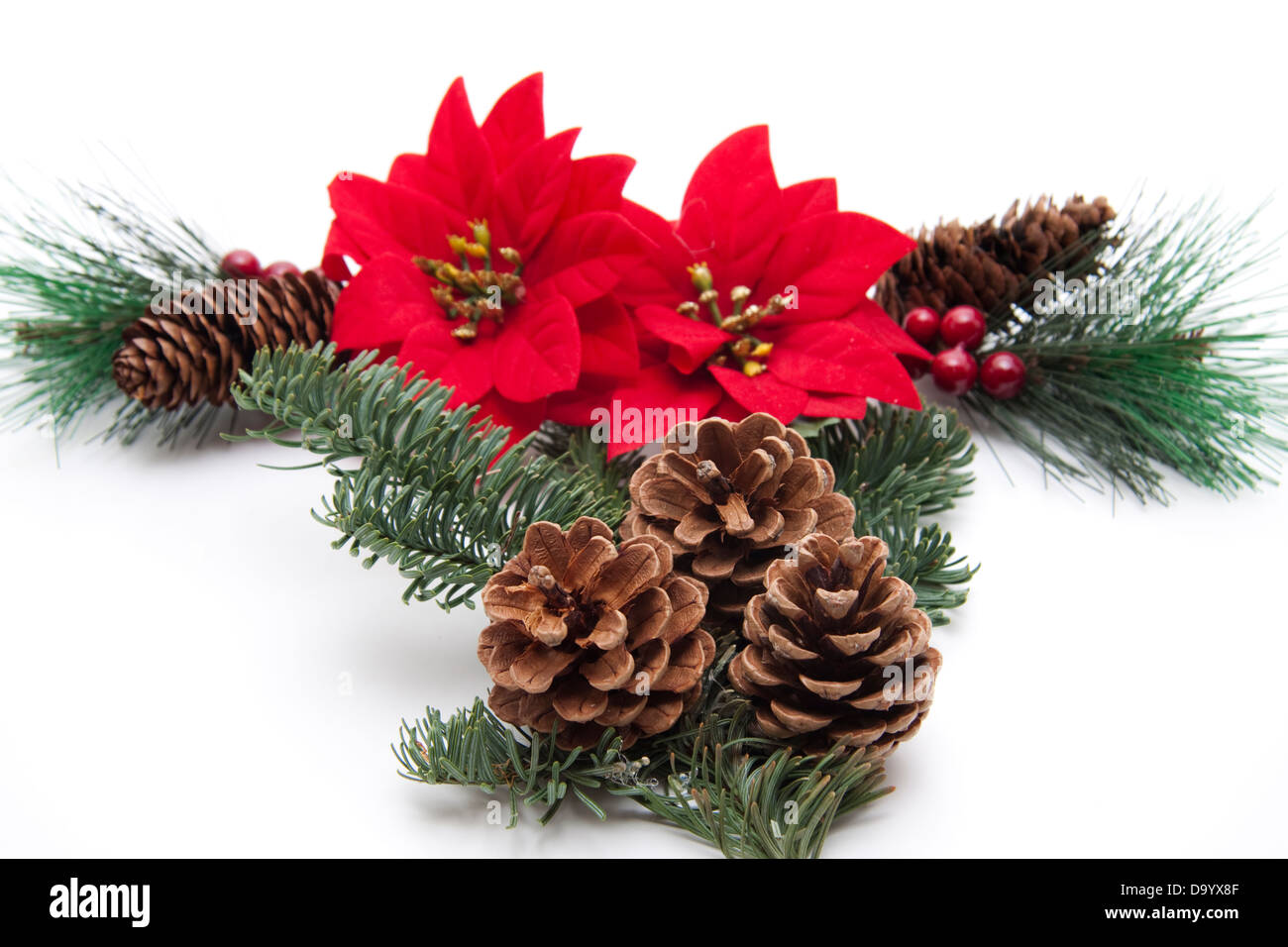 Pine plugs with Christmas flower Stock Photo Alamy