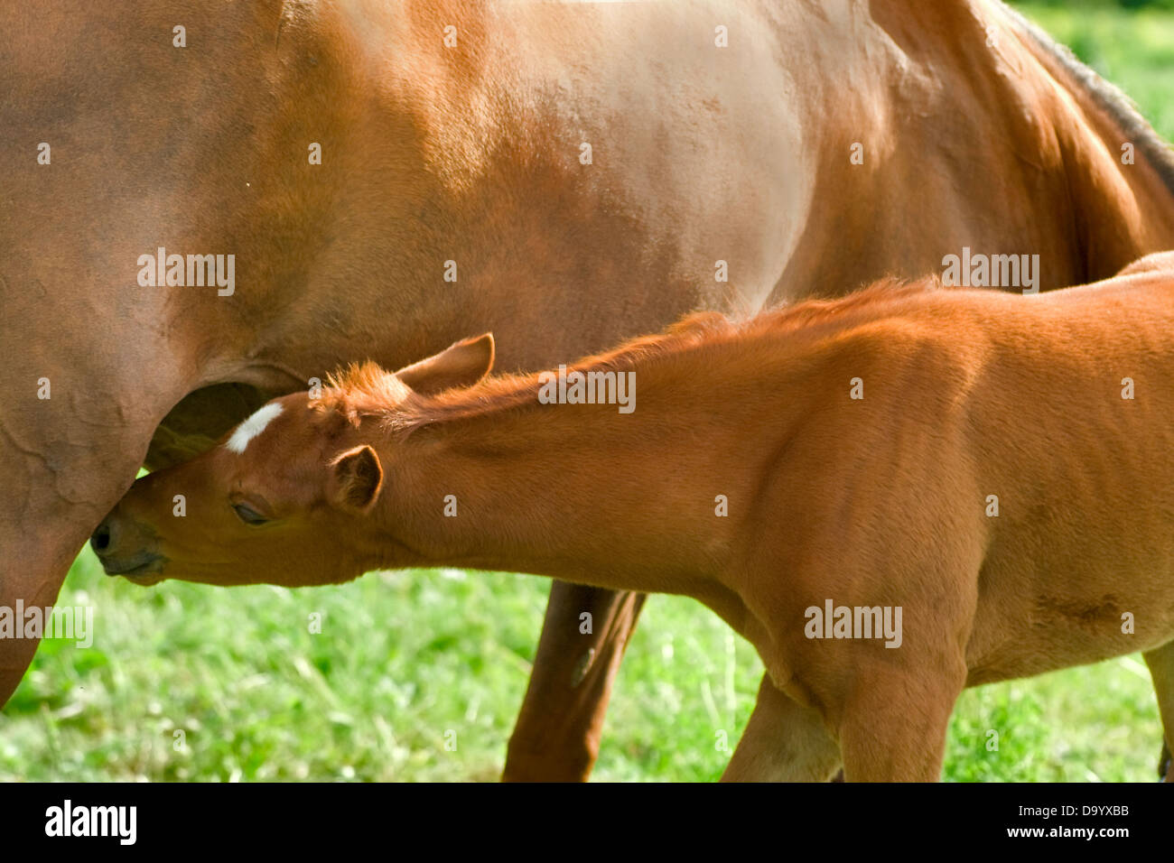 Young horse drinking milk from her mother Stock Photo