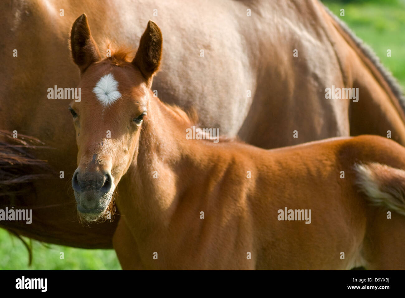 landscape with horses: mare and her foal on green grass Stock Photo