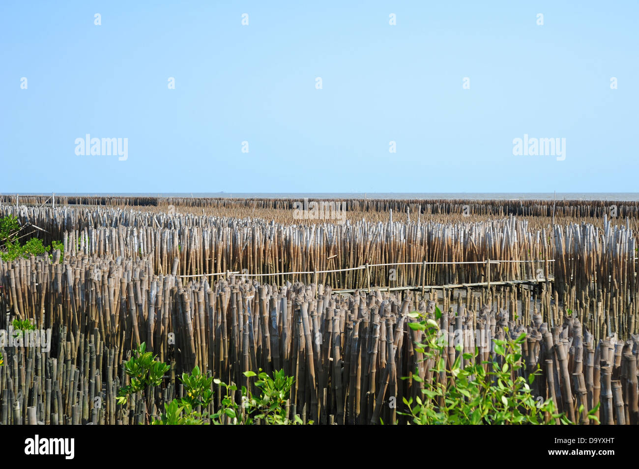 Breaking the waves Stock Photo
