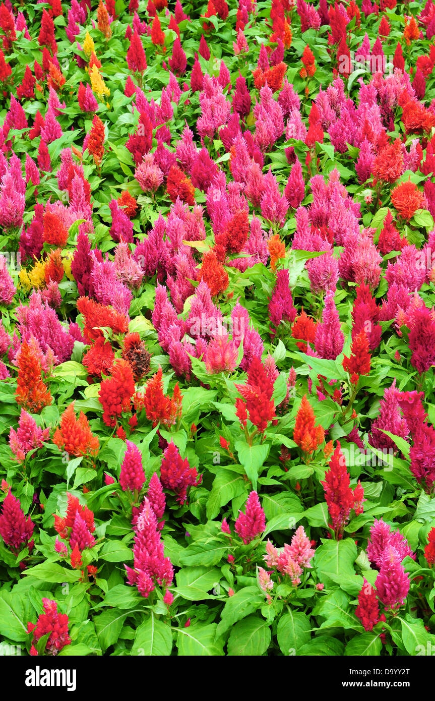 Brightly Colored Flowers Stock Photo Alamy