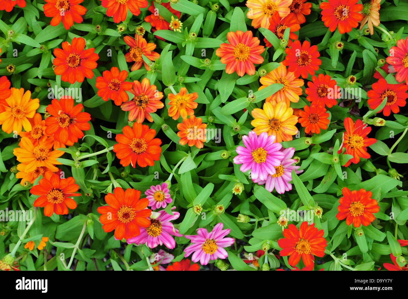 Brightly Colored Flowers Stock Photo Alamy