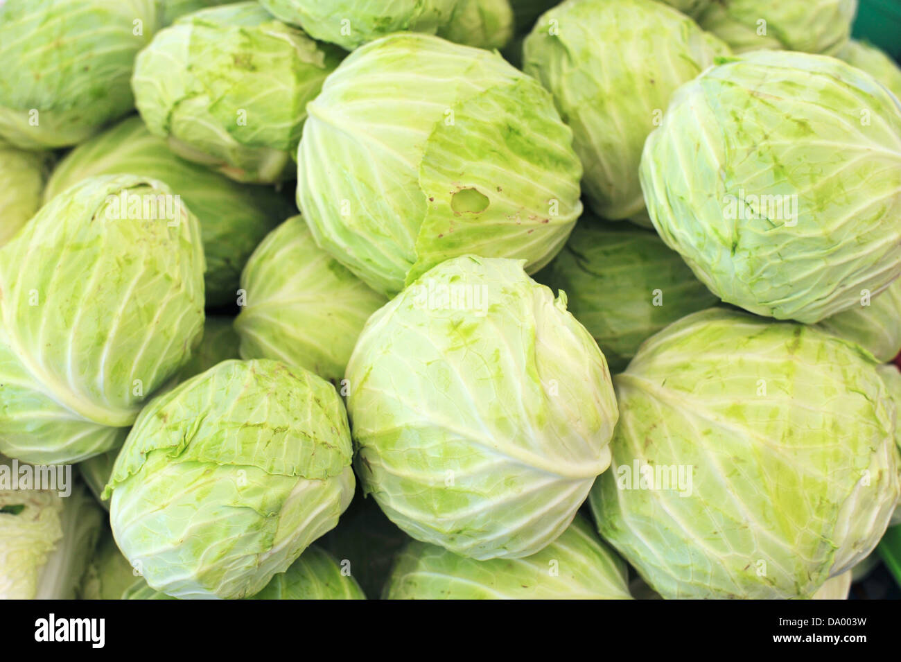 Cabbage in Market Stock Photo