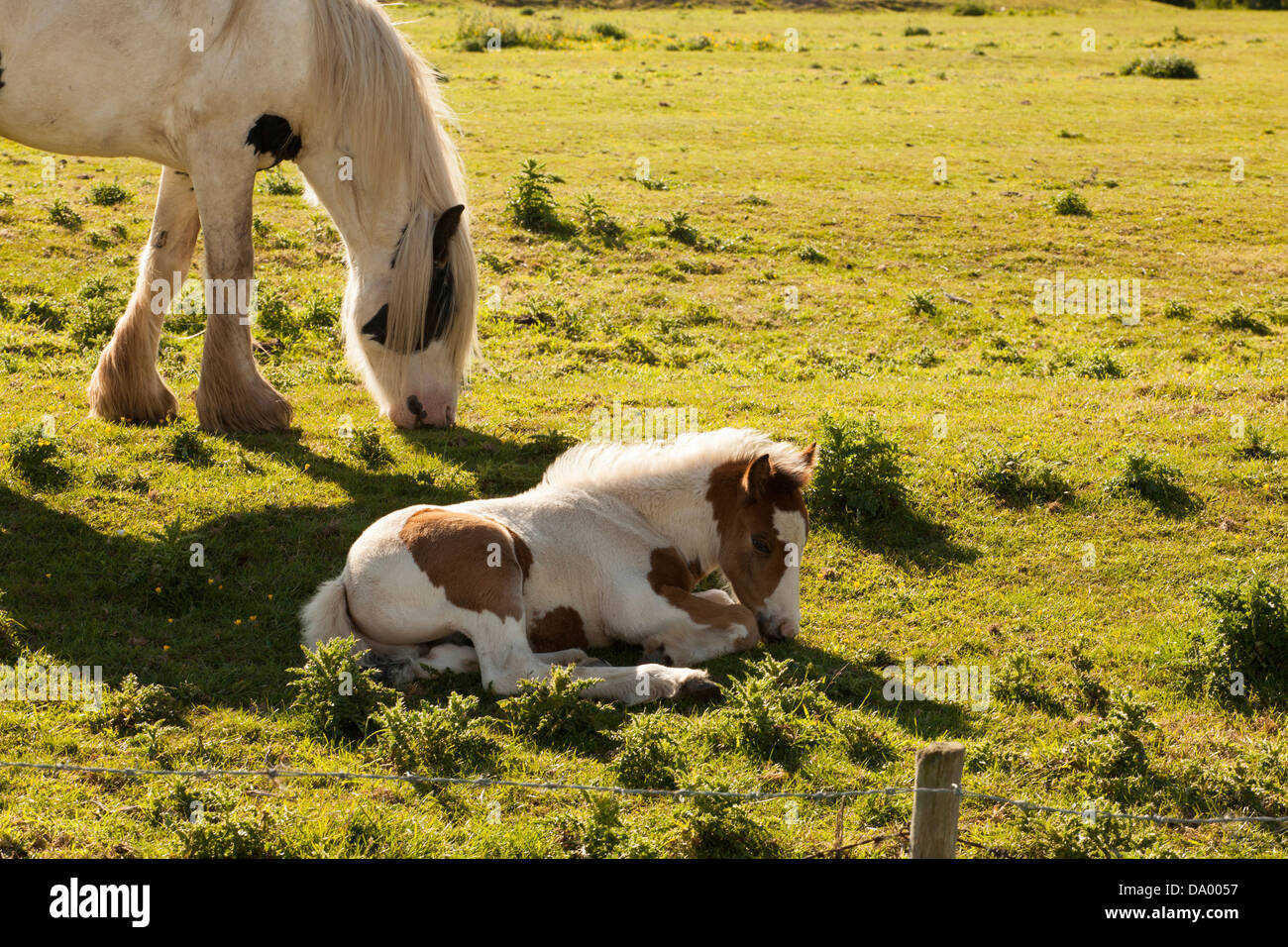 Shire horse mare with foal Stock Photo