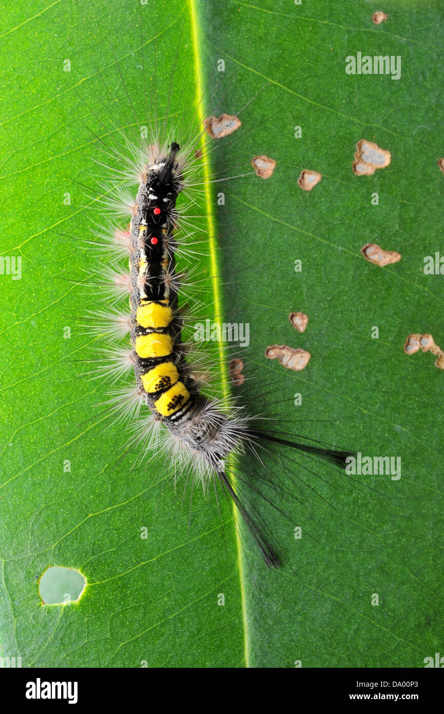 Caterpillar rash hires stock photography and images Alamy