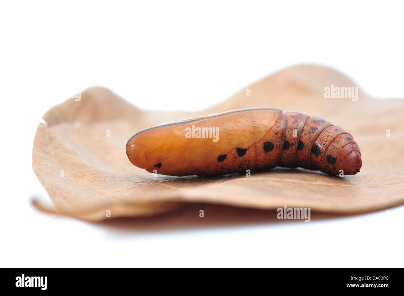 Caterpillar animal hi-res stock photography and images - Alamy