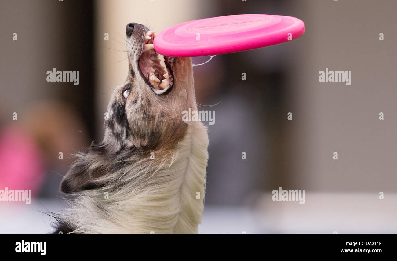Border collie best sale frisbee competition