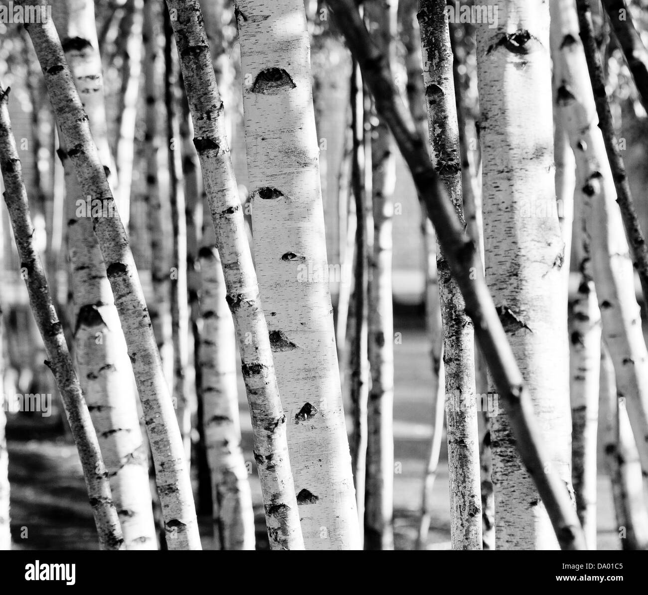 White Birch trees in London. Stock Photo