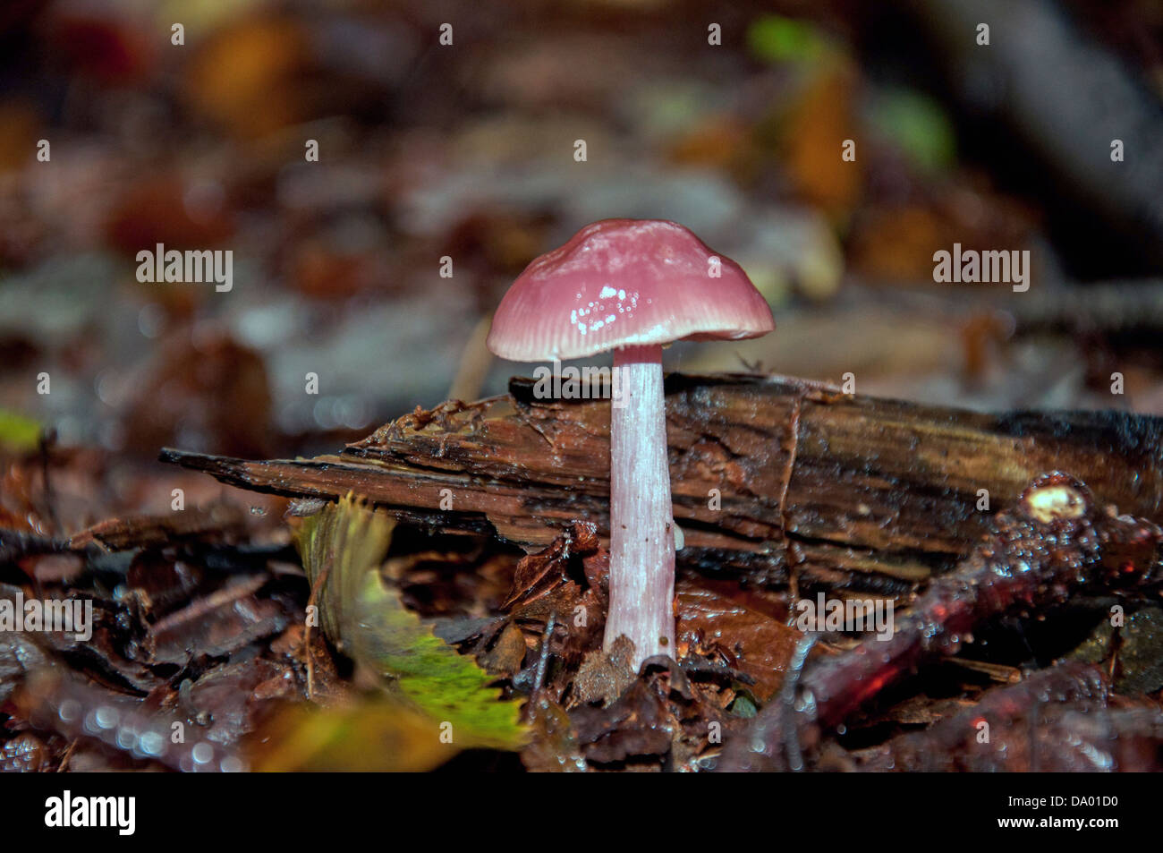 A mushroom in the forest undergrowth Stock Photo