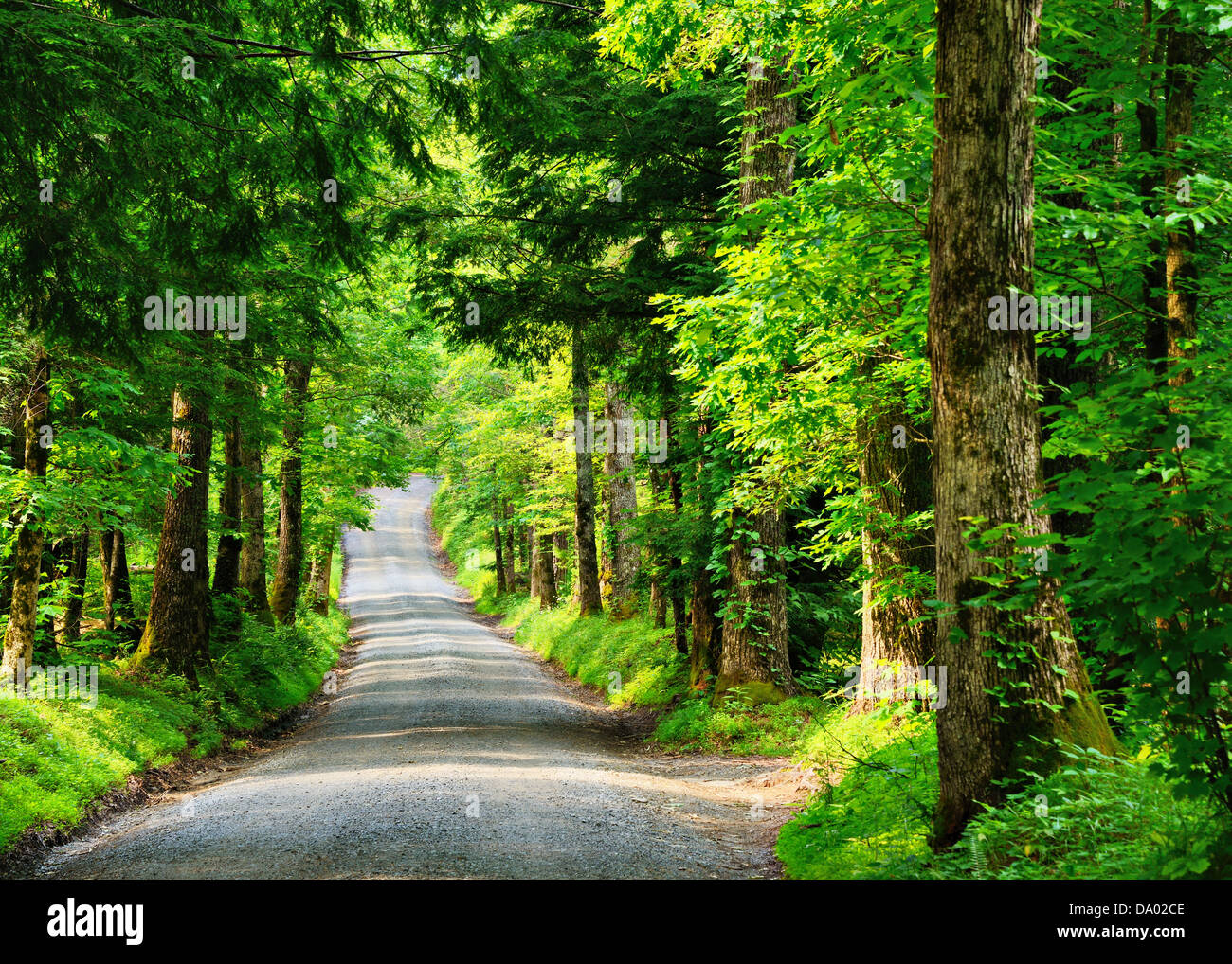 Old country lane at Sparks Lane in Cades Cove. Stock Photo