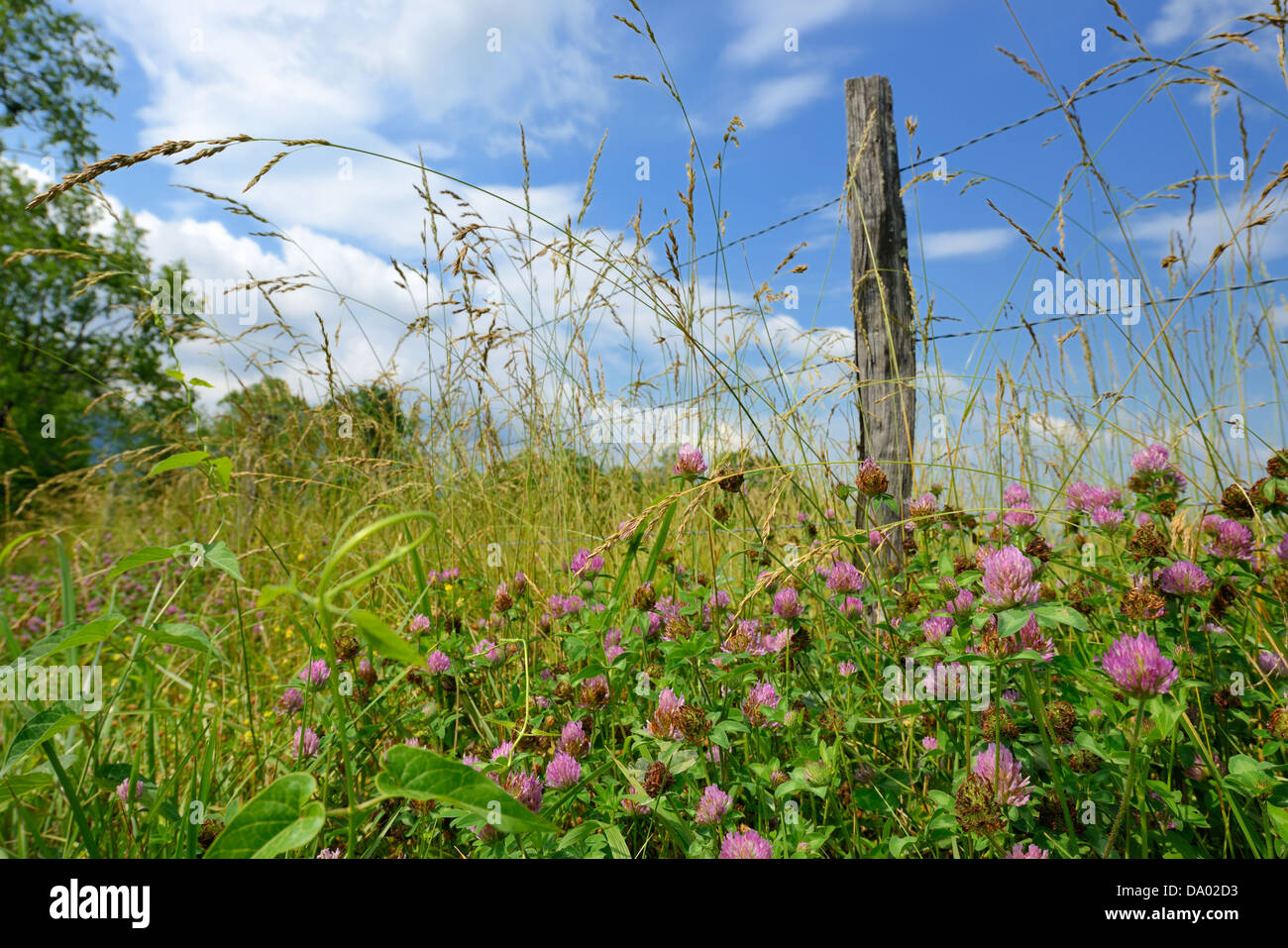 Wildflowers near an old fence on Sparks Lane in Cades Cove, Great Smoky Mountains National Park. Stock Photo