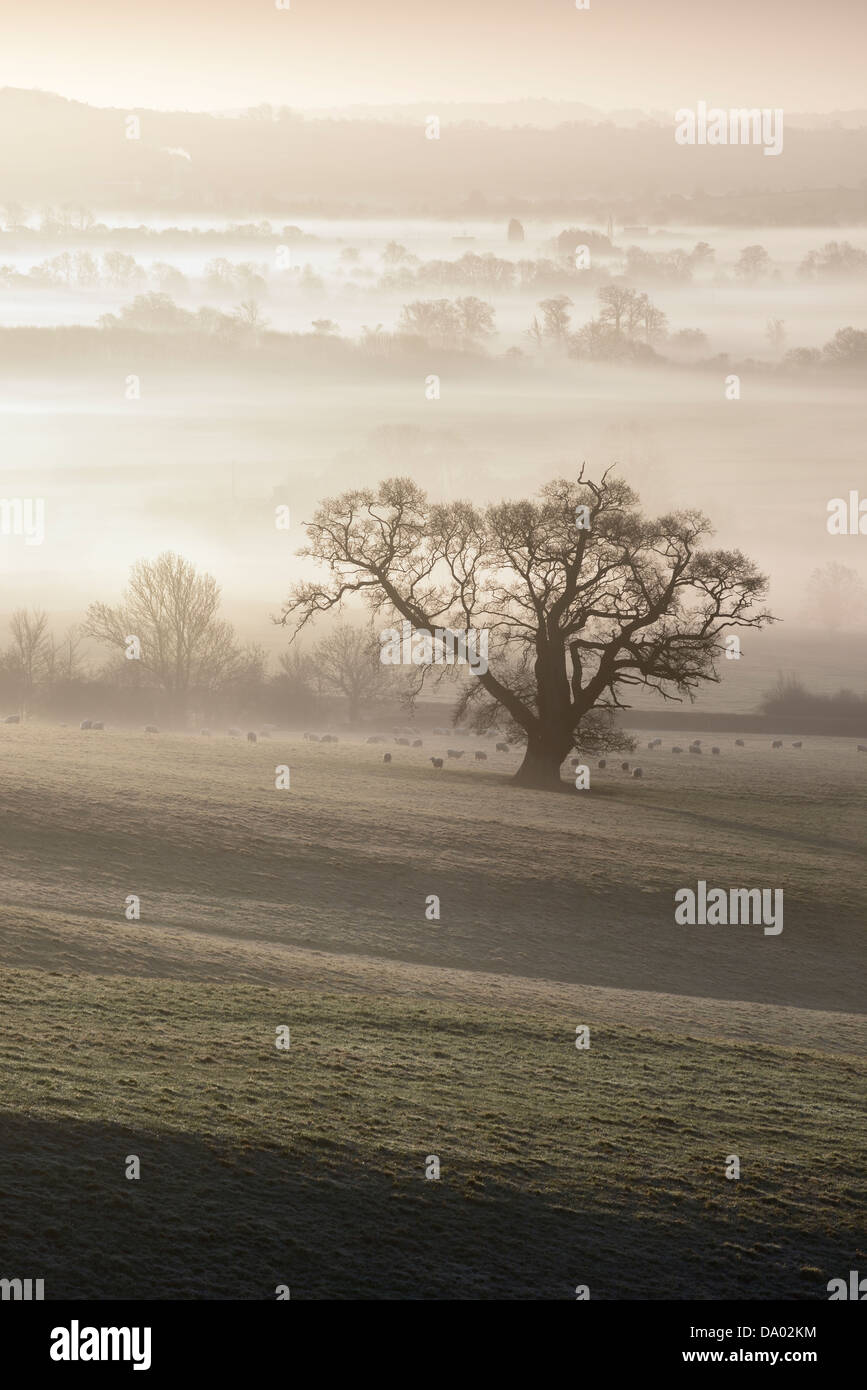 View overlooking a misty winter morning at Wraxall on the Somerset Levels, UK. Stock Photo