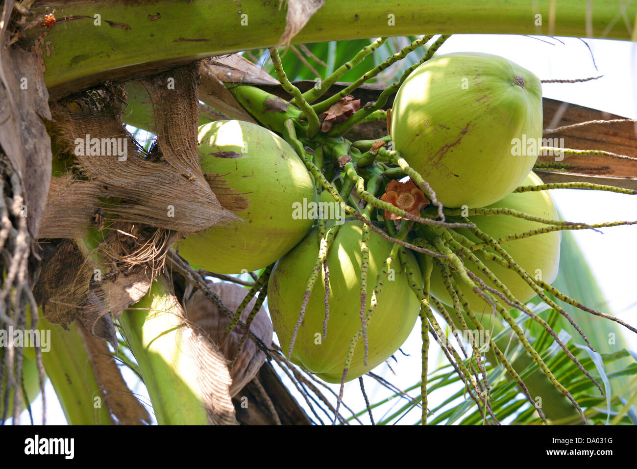 Coconuts on tree Stock Photo Alamy