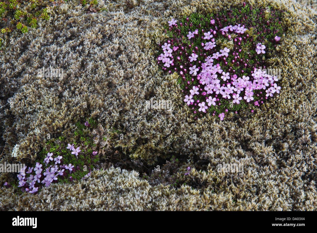 Moss campion (Silene acaulis) with rain droplets flowers among long fringe-moss (Racomitrium elongatum) on lava rock Iceland Stock Photo