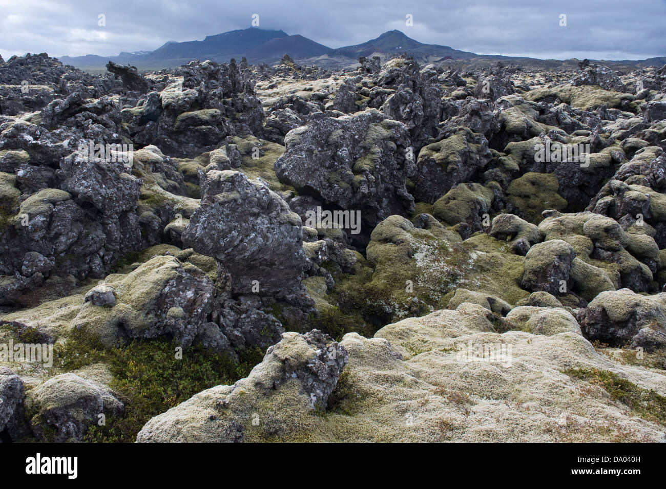 Lava pinnacles covered with long fringe-moss (Racomitrium elongatum) Iceland Europe Stock Photo