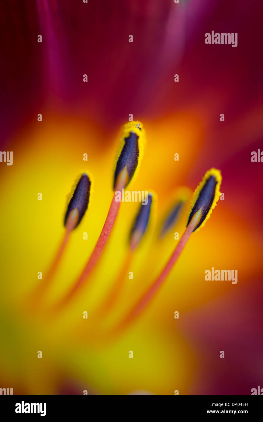Lily Flower Pistils Detail Stock Photo