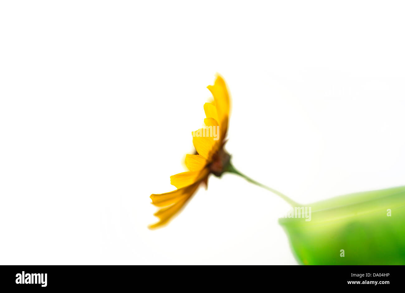 Yellow Daisy Flower Leaning Out Of Green Glass Vase Stock Photo
