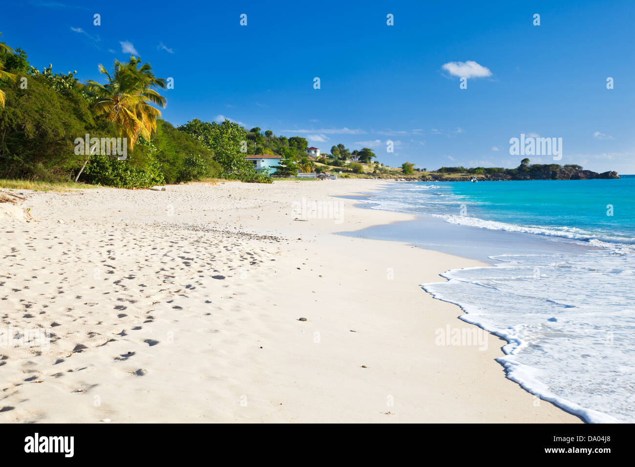 Perfect white caribbean beach with a palm tree and turquoise sea. Turners Beach, Antigua. Stock Photo
