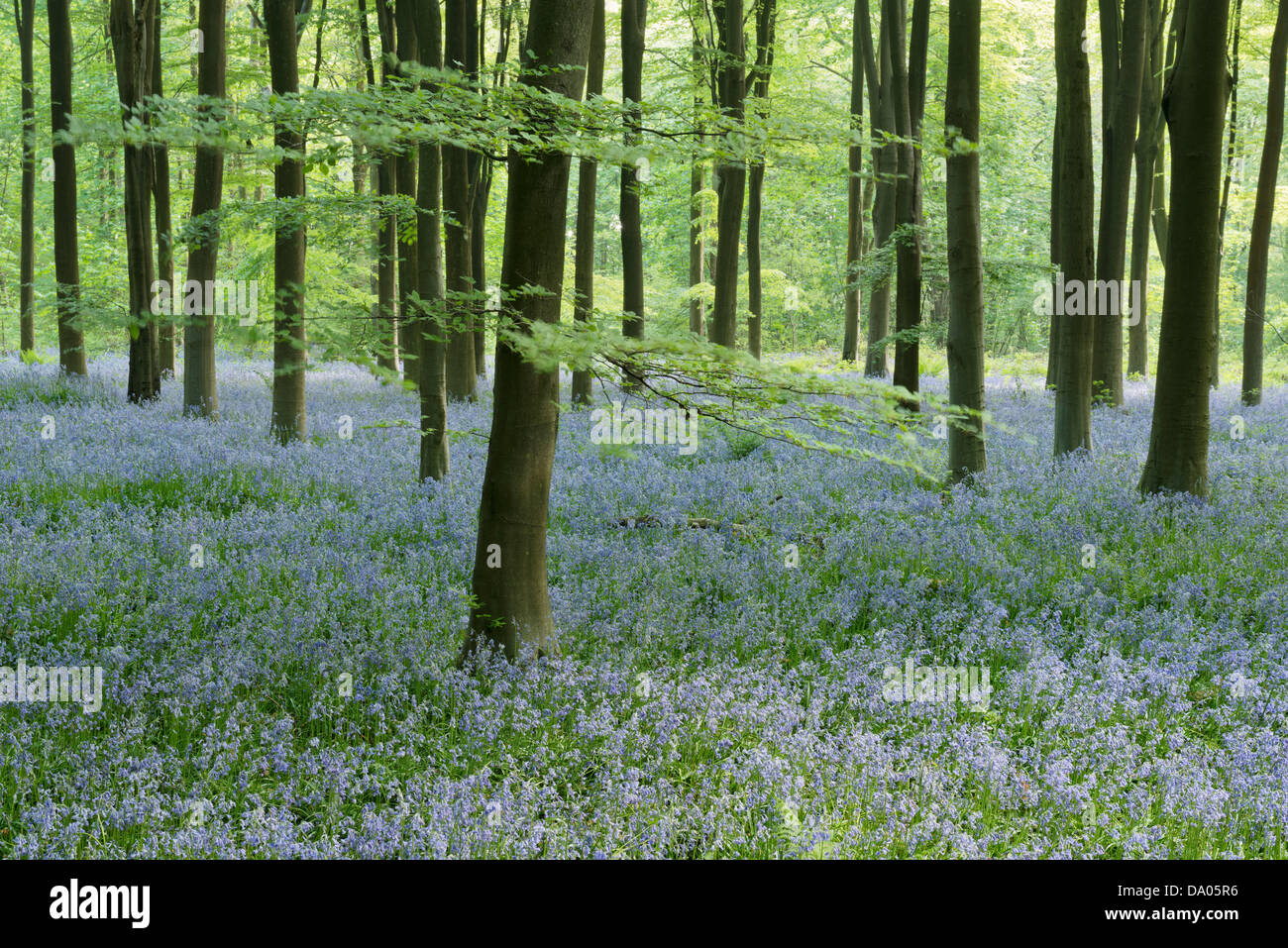 A dense carpet of bluebells in a corner of West Woods, Wiltshire, on a spring morning. Stock Photo