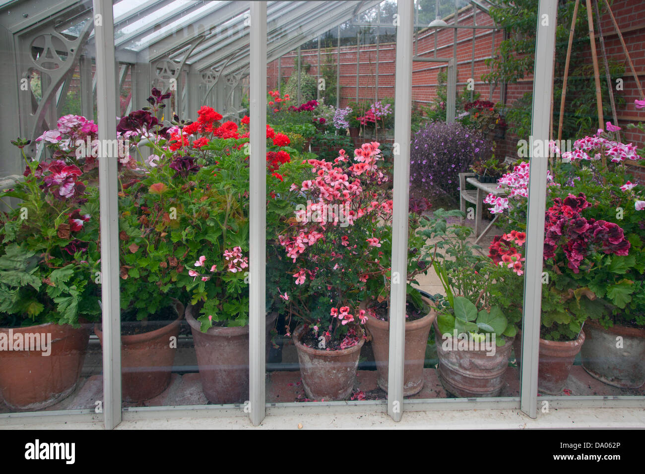Geraniums in greenhouse Stock Photo
