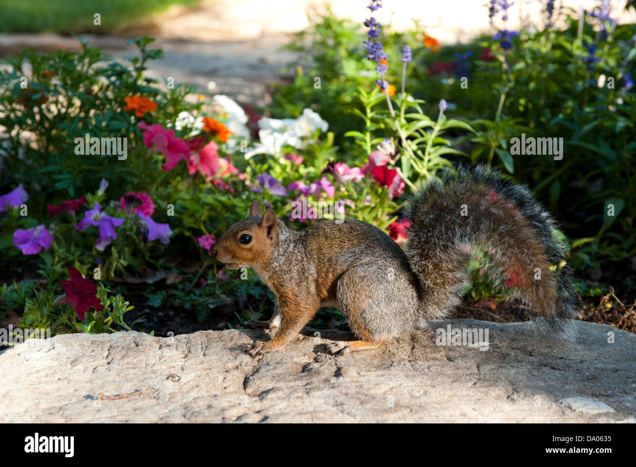 Squirrel, The Company's Garden, Cape Town, South Africa Stock Photo