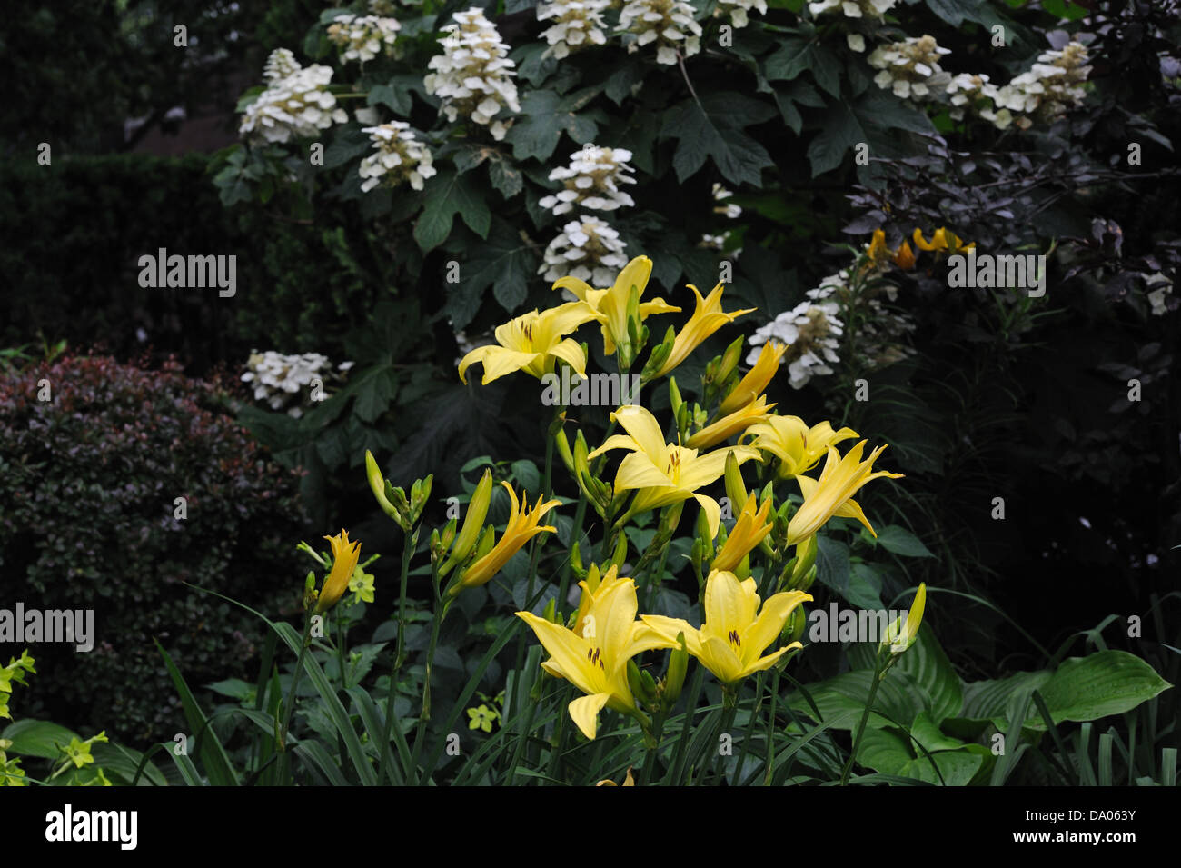 Day lilies and oak leaf hydrangea blooming in Battery Park City, a