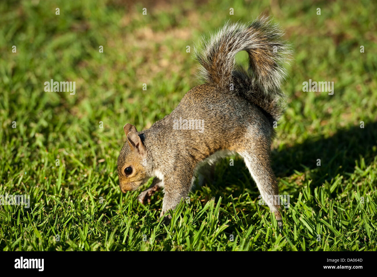 Squirrel, The Company's Garden, Cape Town, South Africa Stock Photo Alamy