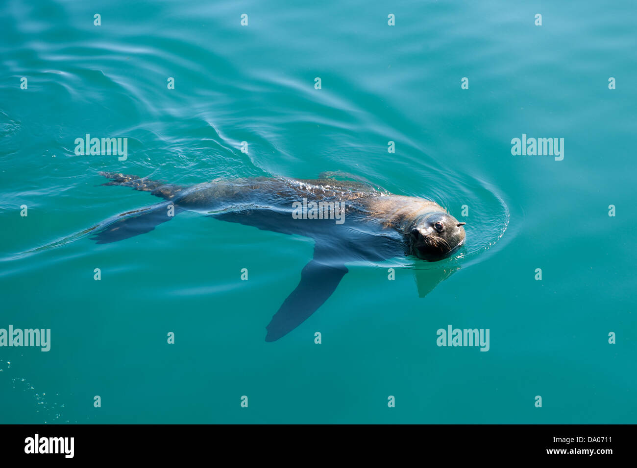 Cape Fur Seal, Arctocephalus pusillus, Hout Bay, Cape Town, South Africa Stock Photo