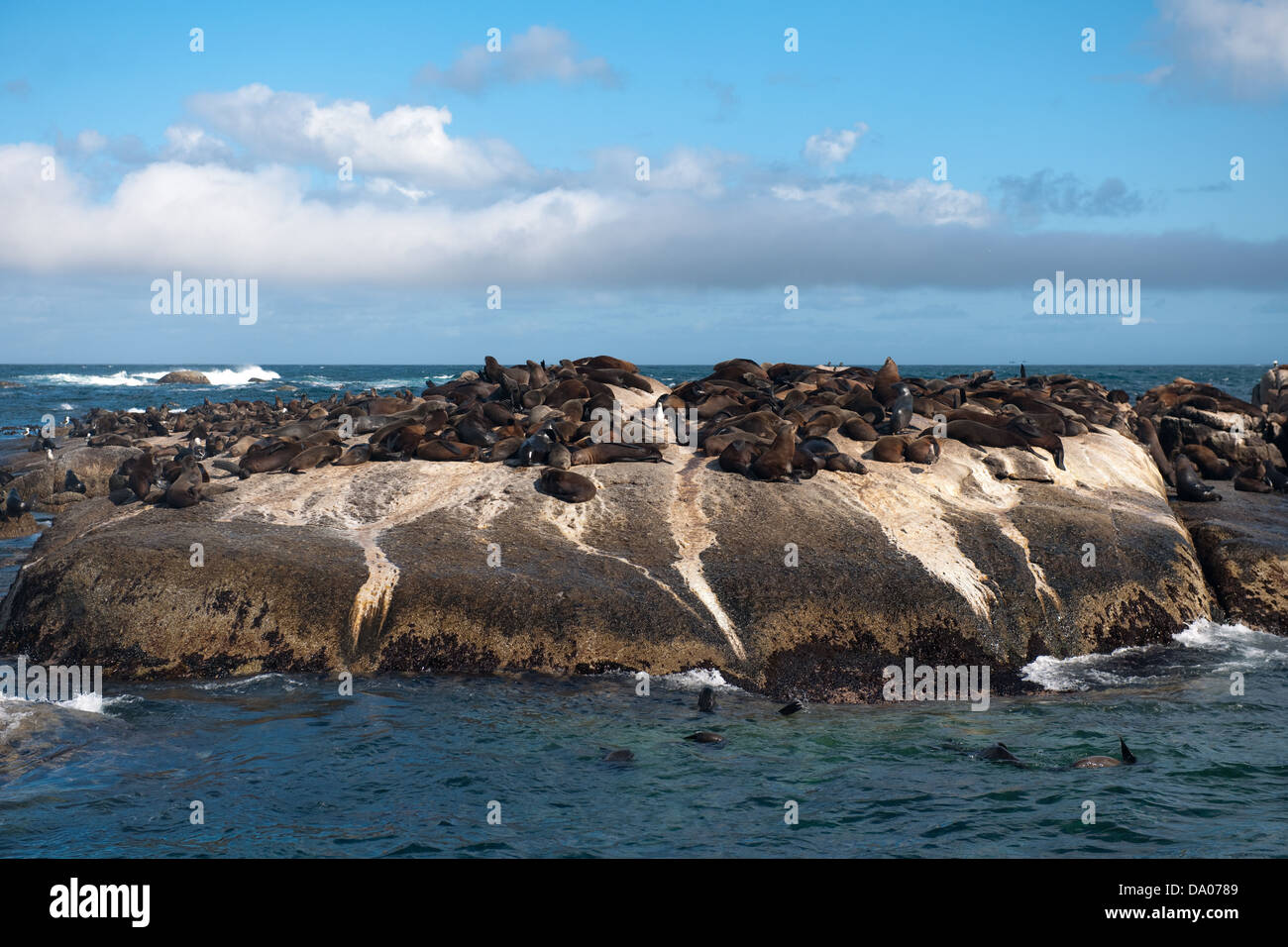 Colony of Cape Fur Seals on duiker Island, Hout Bay, Cape Town, South Africa Stock Photo