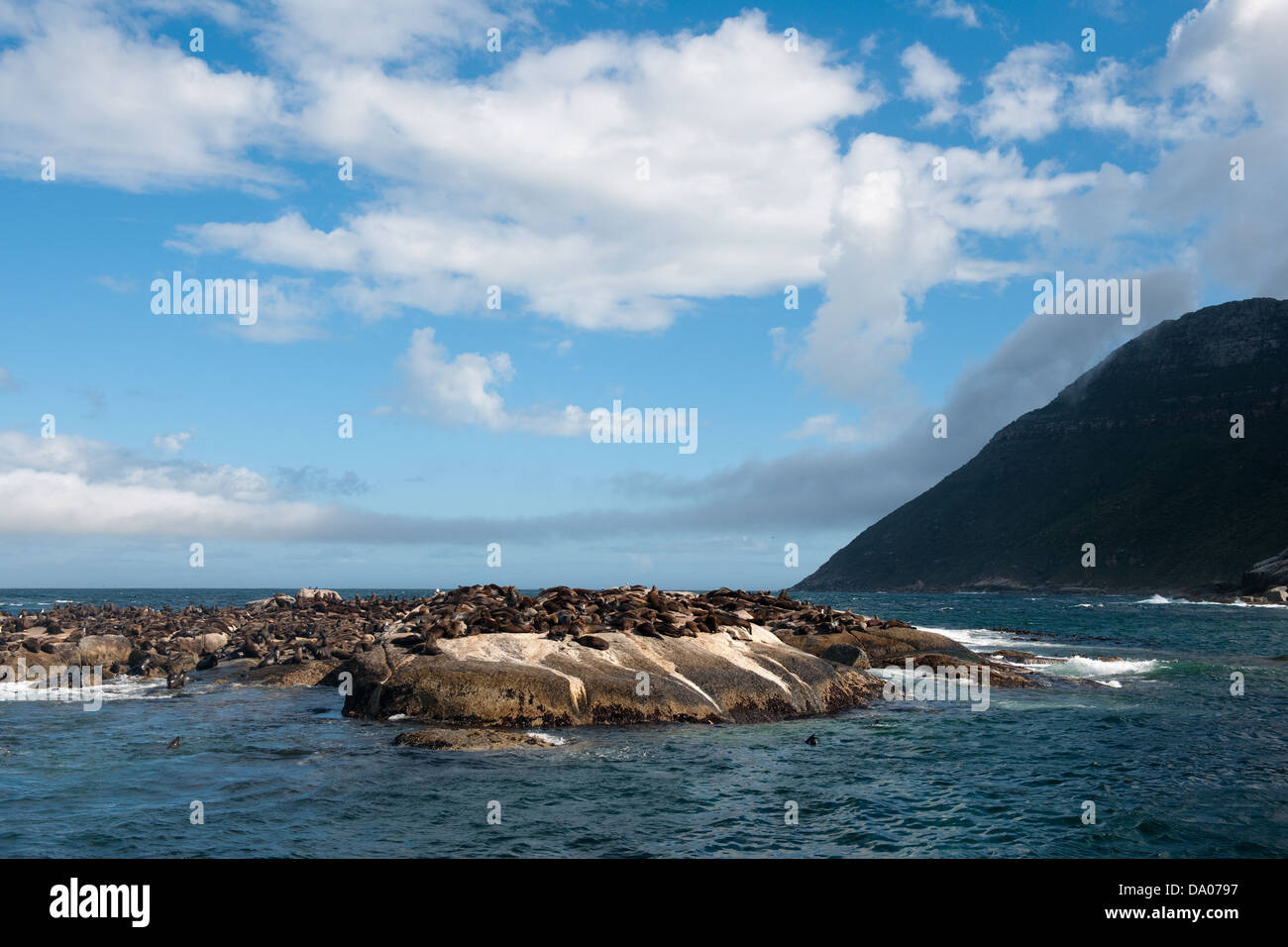 Colony of Cape Fur Seals on duiker Island, Hout Bay, Cape Town, South Africa Stock Photo