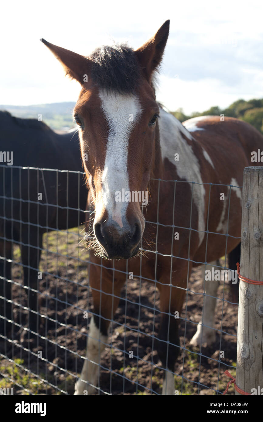 Brown horse with raised ears Stock Photo