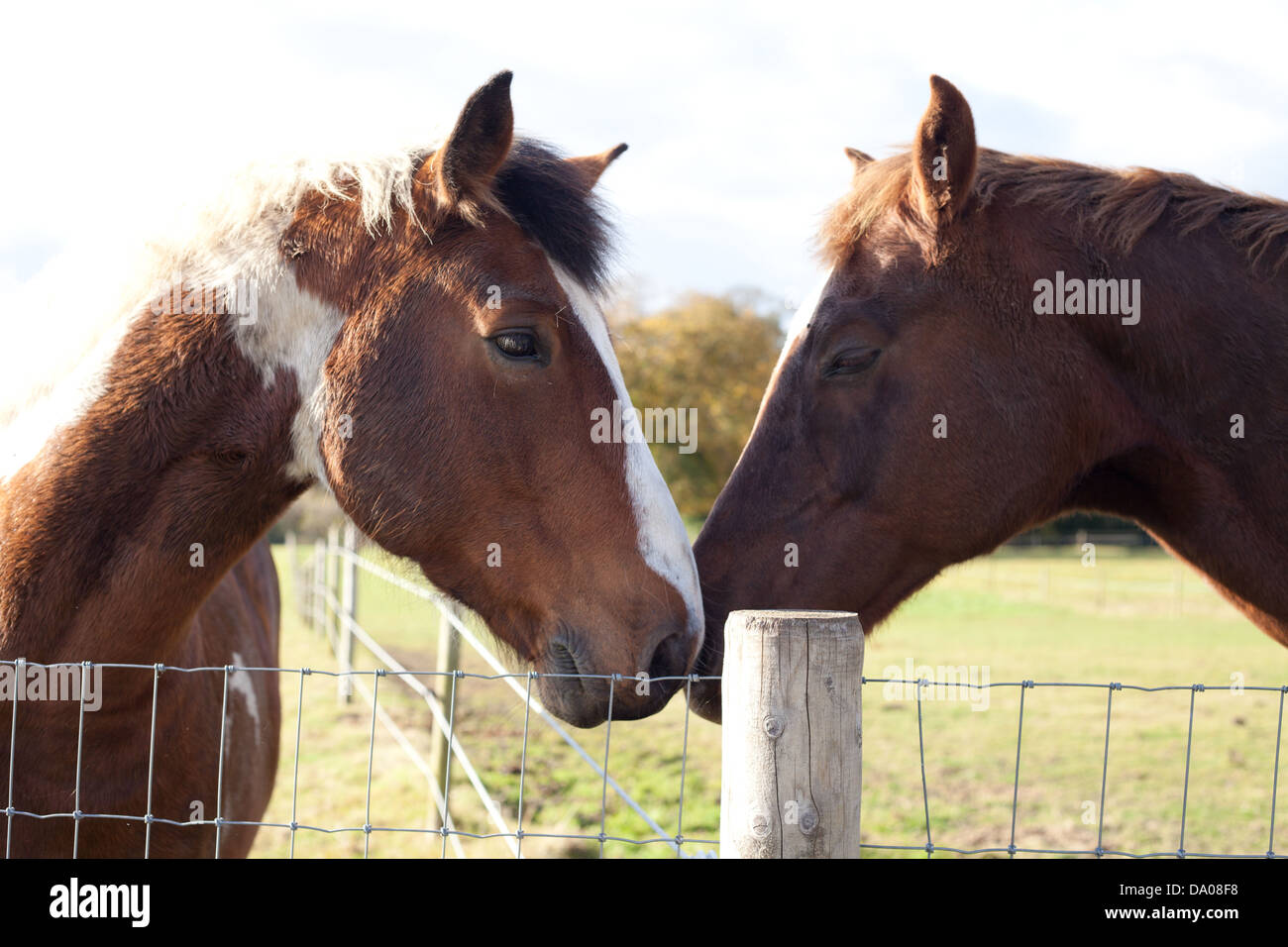 Horses rubbing noses Stock Photo Alamy