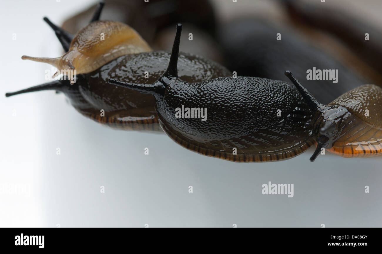 studio photograph of slugs on the edge of a bowl Stock Photo