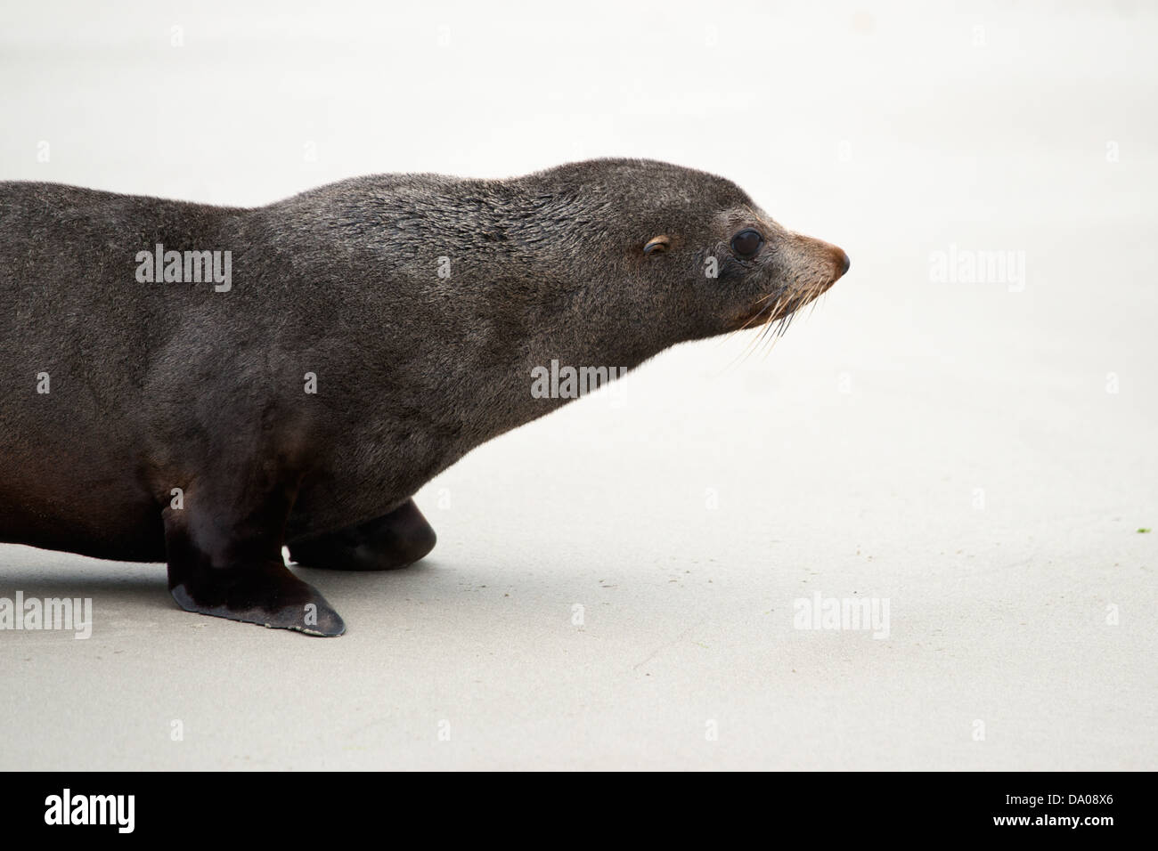 Fur seal puppy walking on the sandy beach Stock Photo