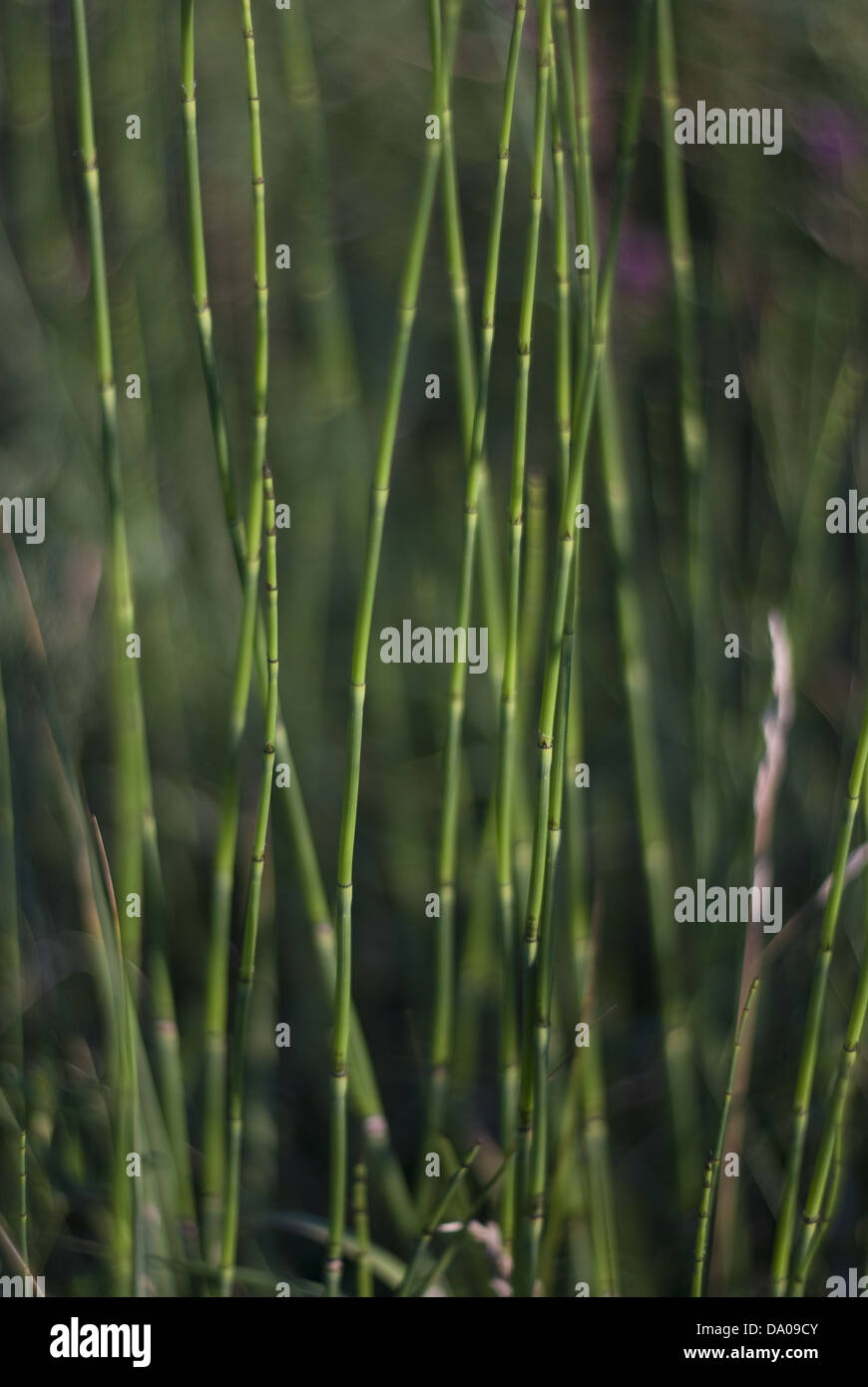 Field Horsetail, Common Horsetail, Equisetum arvense Stock Photo Alamy