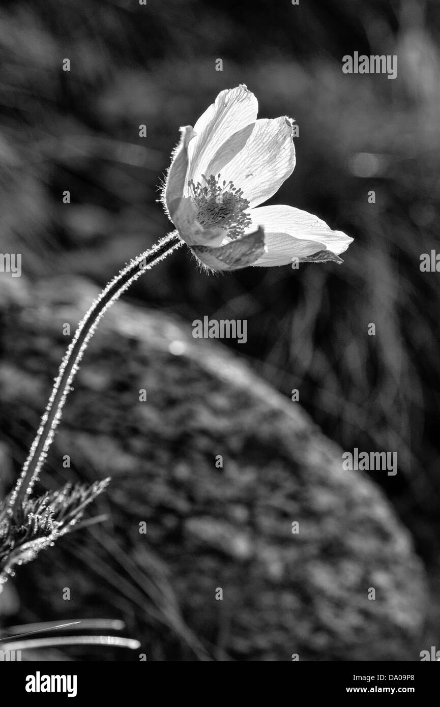 An Alpine Pasqueflower Stock Photo