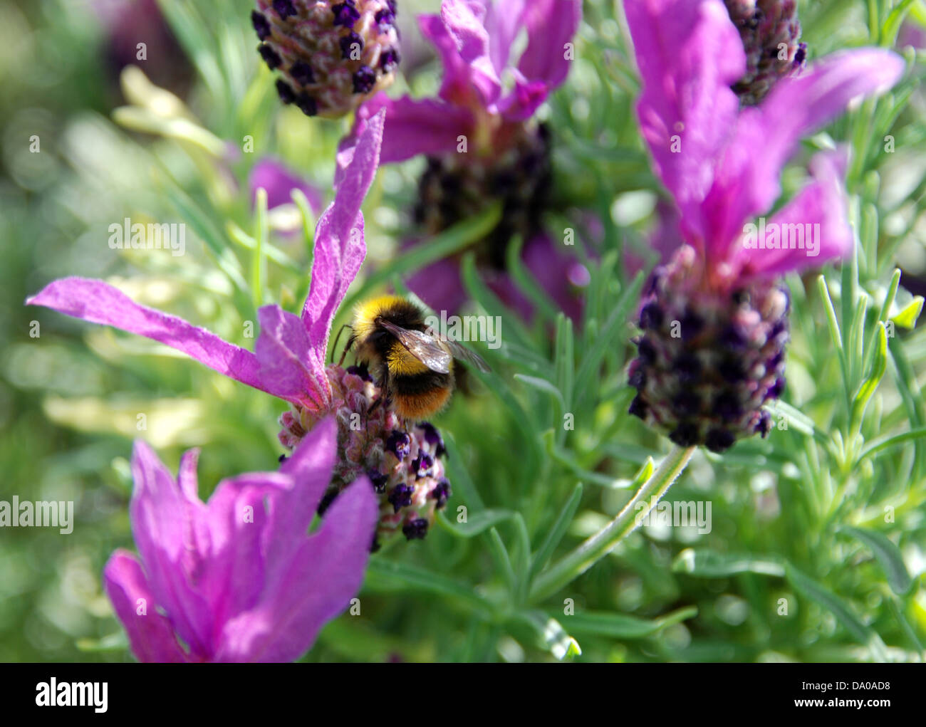 Bee and butterfly garden hires stock photography and images Alamy