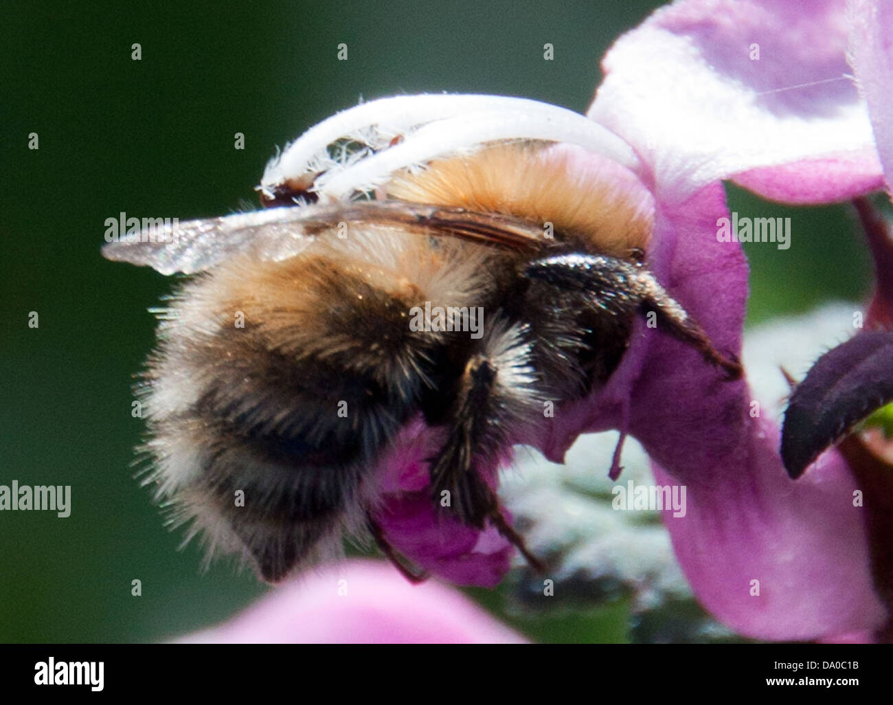 Honey Bee searching for nectar, while pollinating the local wild flowers. Stock Photo