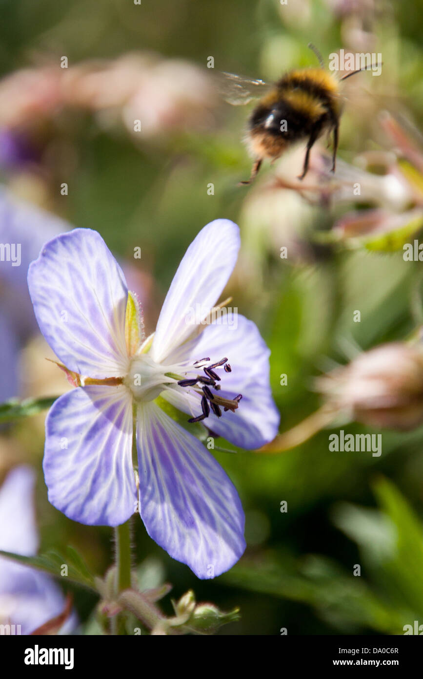 Honey Bee searching for nectar, while pollinating the local wild flowers. Stock Photo