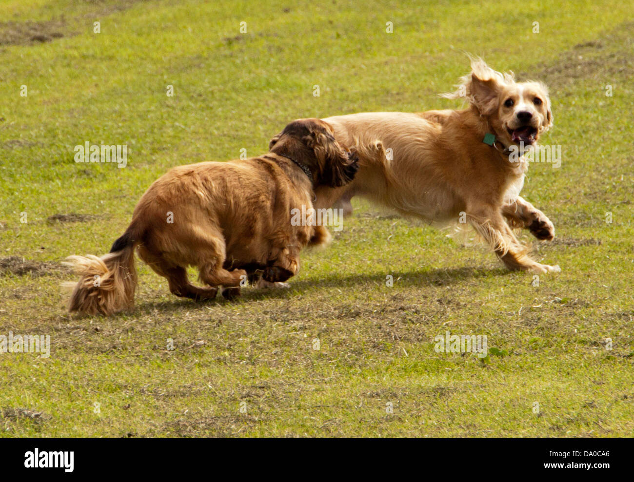 Dogs playing in a park Stock Photo Alamy