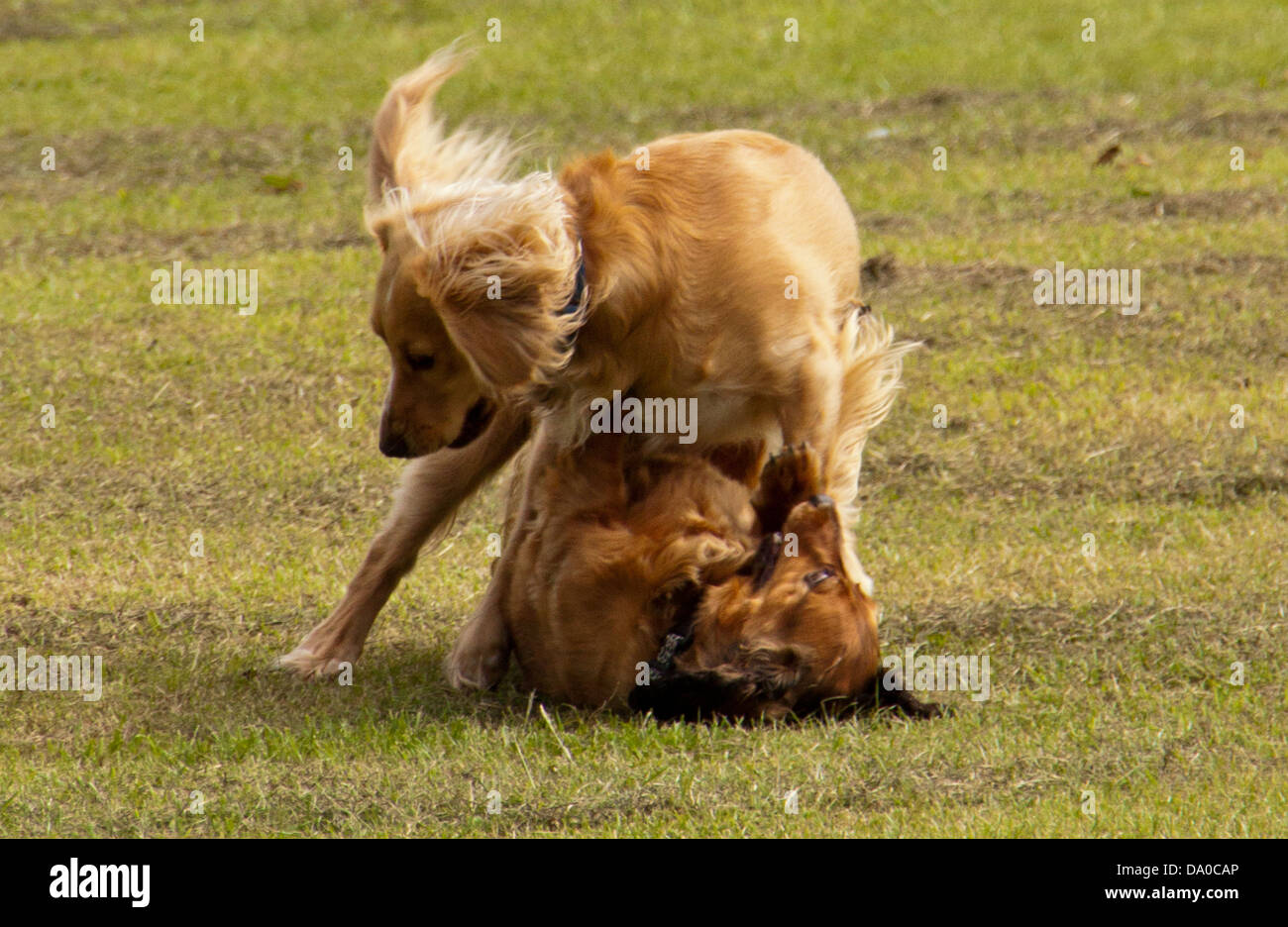 Dogs playing in a park. Stock Photo