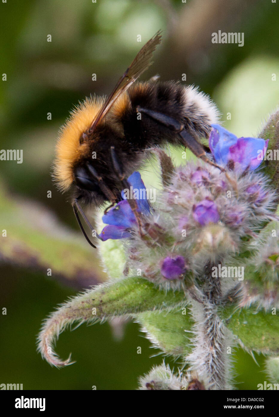 Honey Bee searching for nectar, while pollinating the local wild flowers. Stock Photo