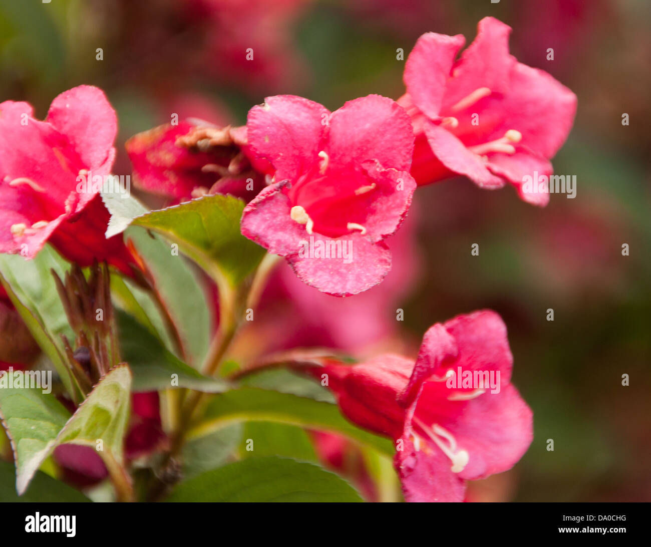 Scarlet Pimpernel Stock Photo Alamy