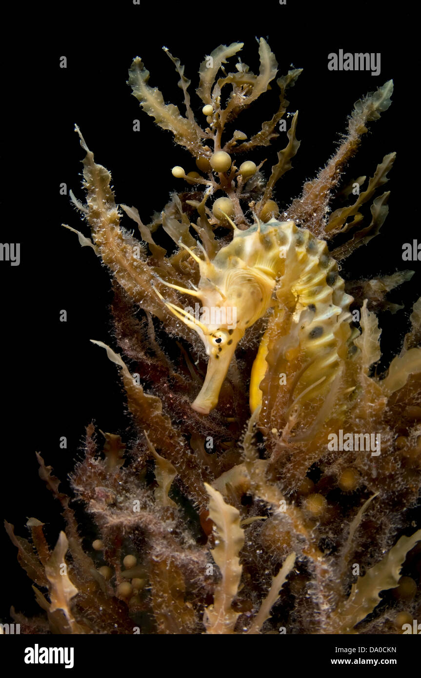 Potbelly Seahorse. Stock Photo