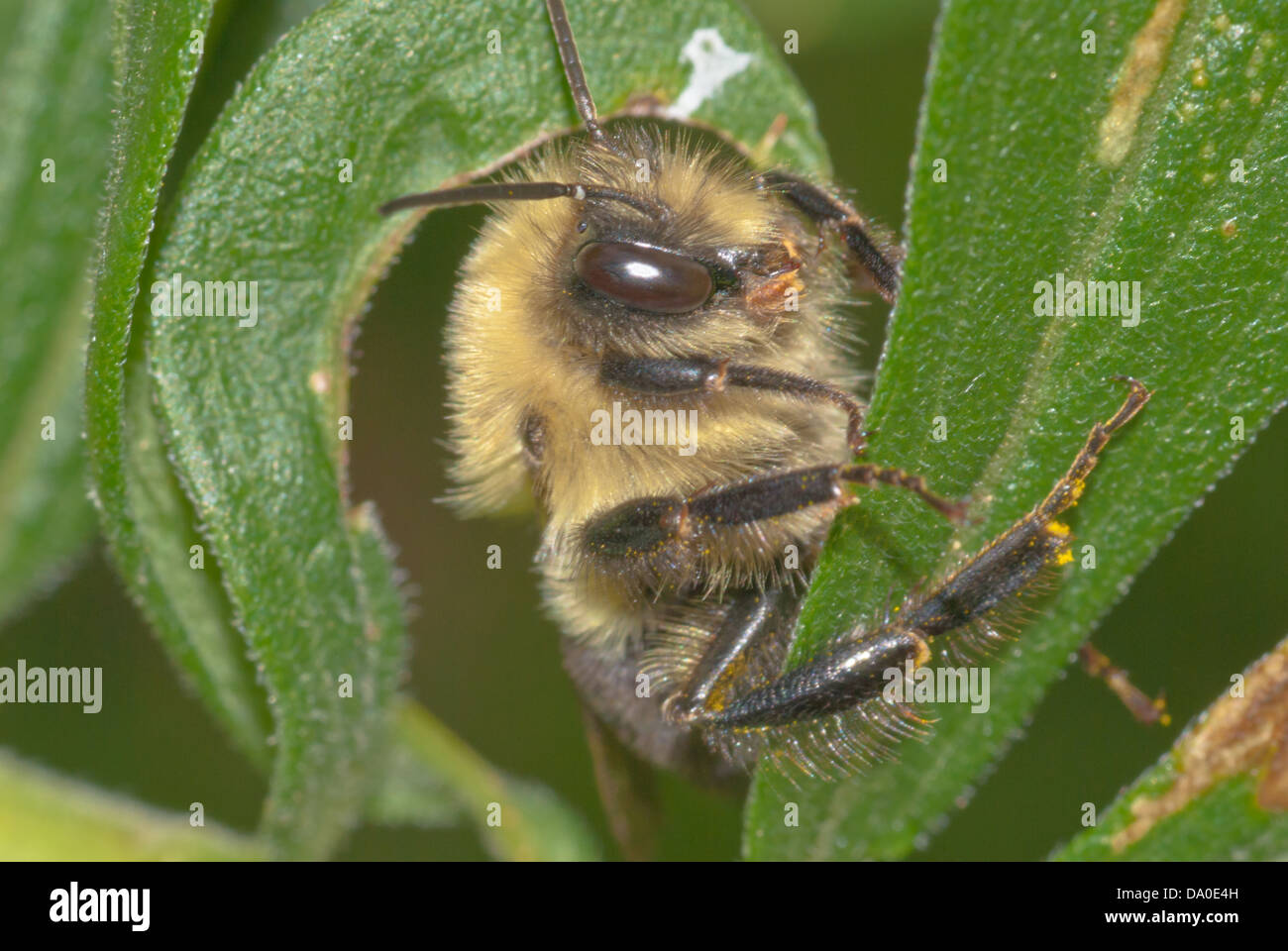 Mining bee (Andrena spp) clinging to plant leaf, Little Cataraqui Conservation Area, Ontario Stock Photo