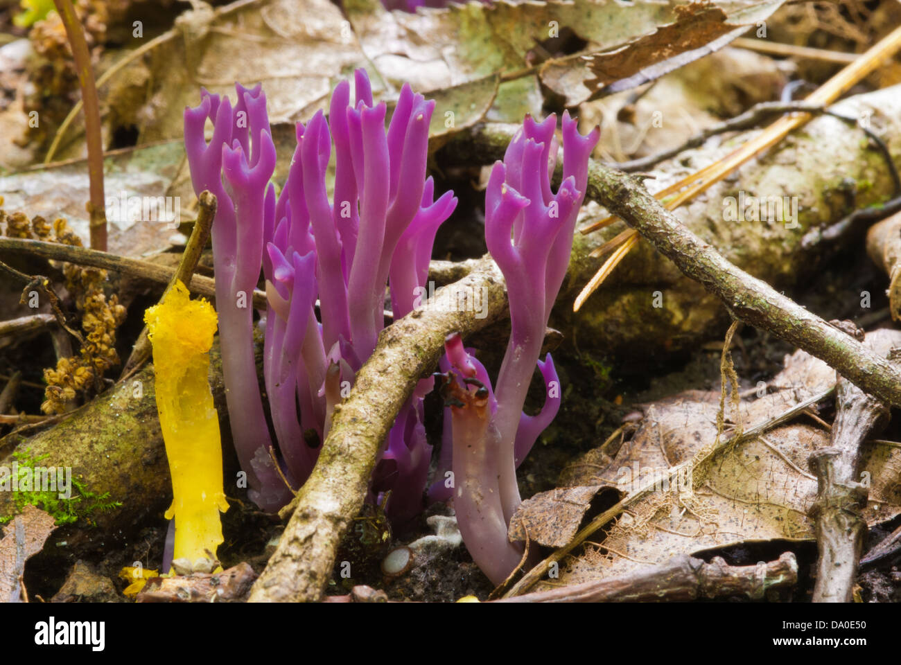 Purple coral fungus (Clavaria zollingeri) growing on forest floor ...