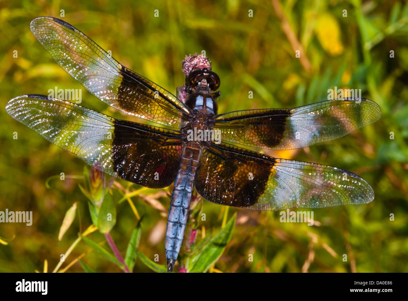 Male widow skimmer dragonfly hi-res stock photography and images - Alamy