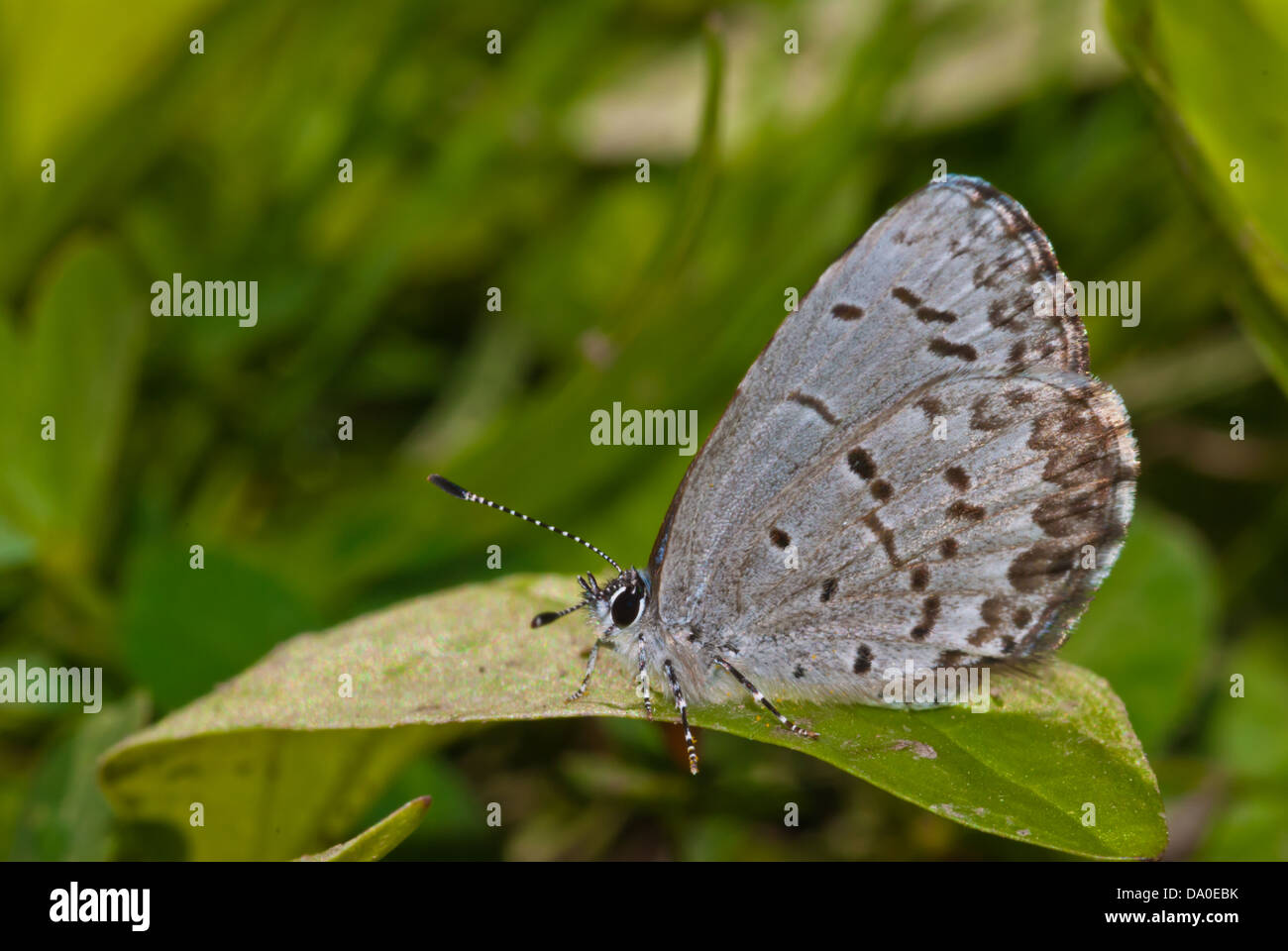 Spring Azure Butterfly