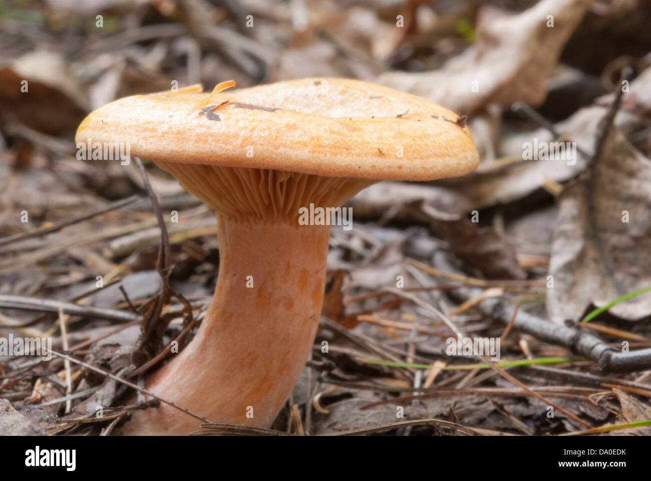Delicious milkcap (Lactarus deliciosus) growing among fallen leaves and pine needles, Brockville Ontario Stock Photo